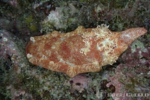 ミカドウミウシ Hexabranchus lacer