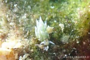 テングモウミウシ Costasiella kuroshimae