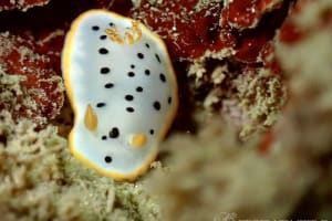 Chromodoris orientalis