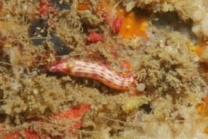 センテンイロウミウシ Hypselodoris decorata