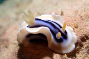 クロシオイロウミウシ Chromodoris sp. 3