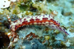 Hypselodoris decorata