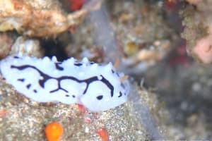 タテヒダイボウミウシ属の一種 3 Phyllidia sp. 3