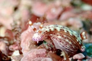 Hypselodoris decorata