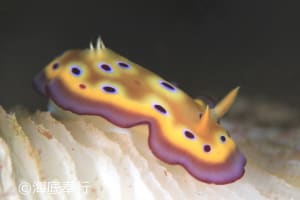 オトヒメウミウシ Goniobranchus kuniei