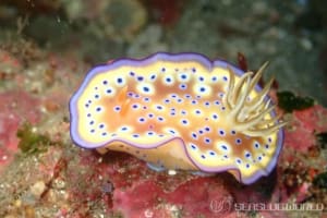 オトヒメウミウシ Goniobranchus kuniei