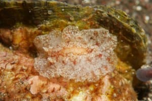 センリョウウミウシ Carminodoris bifurcata