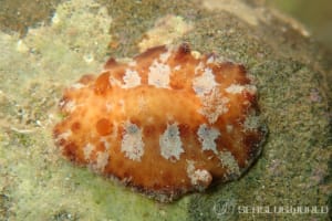 クモガタウミウシ Platydoris ellioti