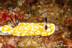 エラフリイロウミウシ Goniobranchus vibratus