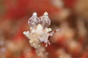 タマガワミノウミウシ Eubranchus cf. leopoldoi