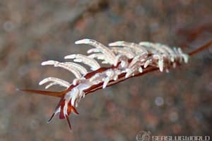 Eubranchus sp.13