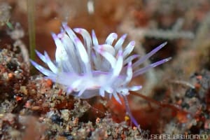 Unidentia sandramillenae