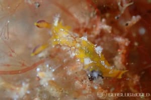 ヒカリウミウシ属の仲間