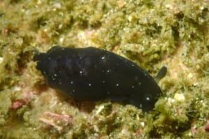 ホンクロシタナシウミウシ Dendrodoris nigra