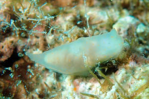 キヌハダウミウシ属の一種 31 Gymnodoris sp.31