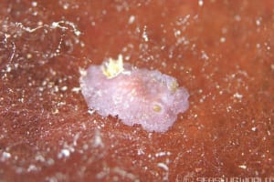 アヴァルデシア属の仲間 Avaldesia spp.