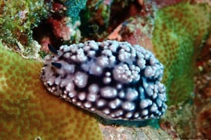 Phyllidiopsis fissurata