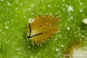 Costasiella sp. 4