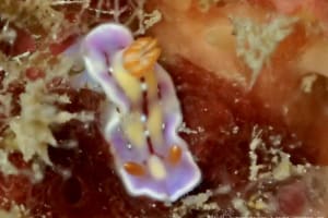 セリスイロウミウシ Hypselodoris cerisae