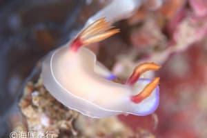 ゾウゲイロウミウシ Hypselodoris bullockii