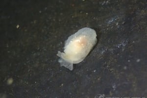 シロフシエラガイ Berthella stellata