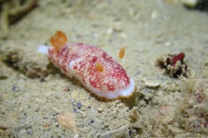 チリメンウミウシ Goniobranchus reticulatus