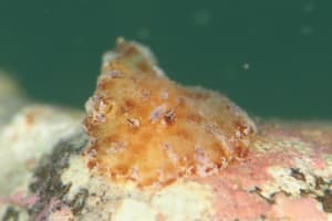 Discodoris cebuensis