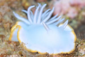 メレンゲウミウシ Ardeadoris egretta