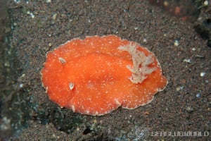 スオウウミウシ Platydoris sanguinea