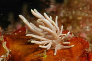 Phyllodesmium briareum