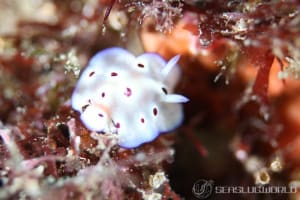 マダライロウミウシ Hypselodoris tryoni