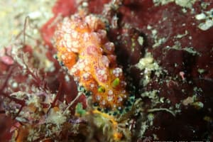 アデヤカイボウミウシ Phyllidiopsis cardinalis