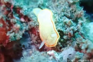 ミツイラメリウミウシ Diaphorodoris mitsuii