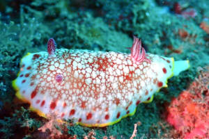 サラサウミウシ Goniobranchus sp.16