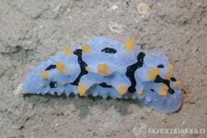 タテヒダイボウミウシ属の一種 1 Phyllidia sp. 1