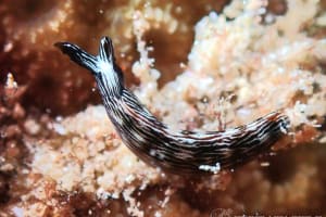 アデヤカミドリガイ属の一種 6 Thuridilla sp. 6