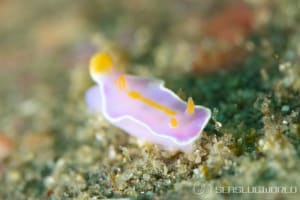 Ceratosoma bicolor