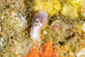 キヌハダウミウシ属の仲間 Gymnodoris spp.