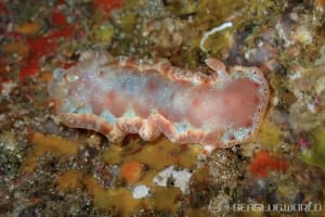 ミカドウミウシ Hexabranchus lacer