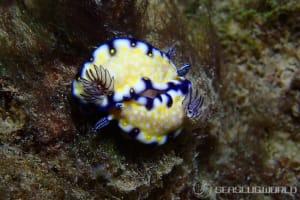 Hypselodoris imperialis