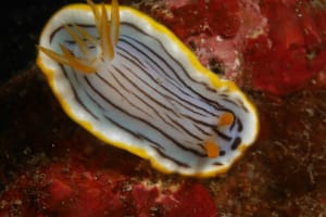 クロスジウミウシ Chromodoris sp. 6