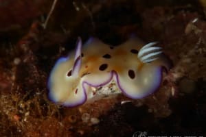 マダライロウミウシ Hypselodoris tryoni