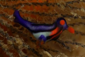 セトリュウグウウミウシ Nembrotha sp. 2