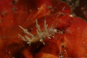 ホシアカリミノウミウシ Eubranchus sp. 5