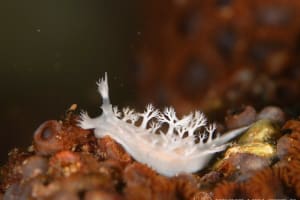 ユビノウハナガサウミウシ Tritoniopsis elegans