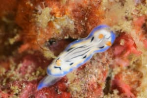 Hypselodoris maritima