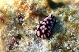 コイボウミウシ Phyllidiella pustulosa