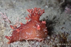 ベッコウヒカリウミウシ Plocamopherus imperialis