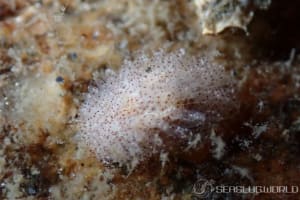 ヒメイバラウミウシ Ceratodoris plana