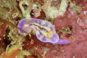 セリスイロウミウシ Hypselodoris cerisae